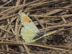 Anthocharis julia sulfuris