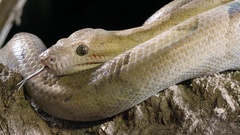 Corallus blombergi