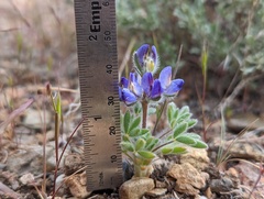 Lupinus malacophyllus