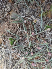 Allium anceps
