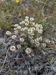 Cusickiella douglasii