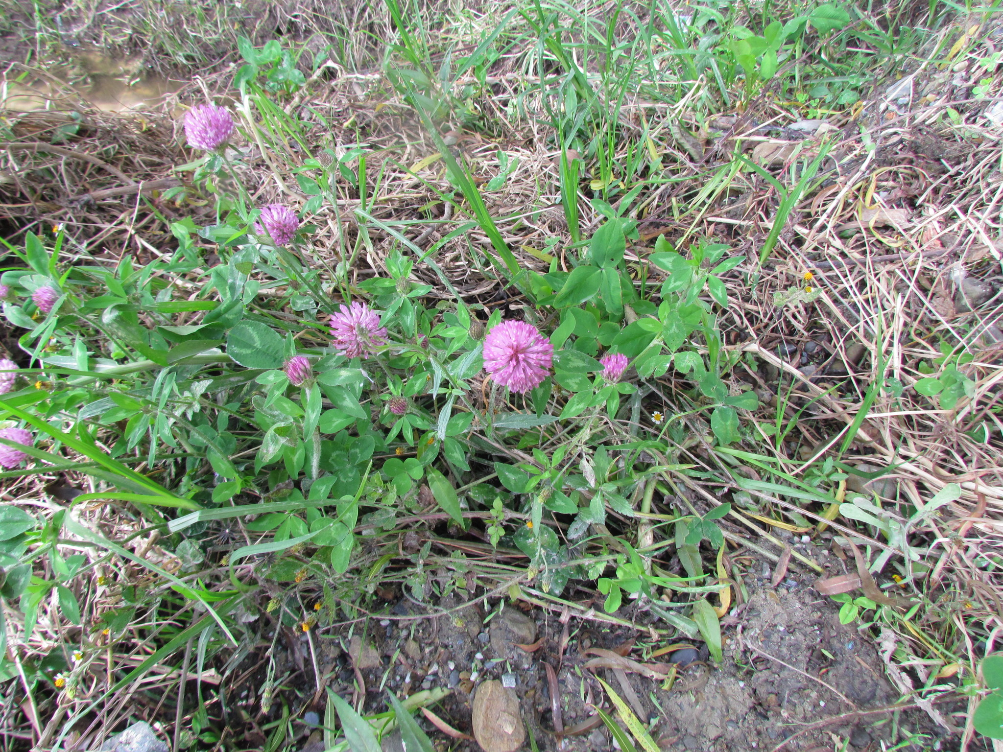 Trifolium pratense image