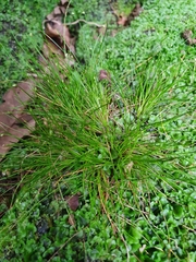 Isolepis setacea