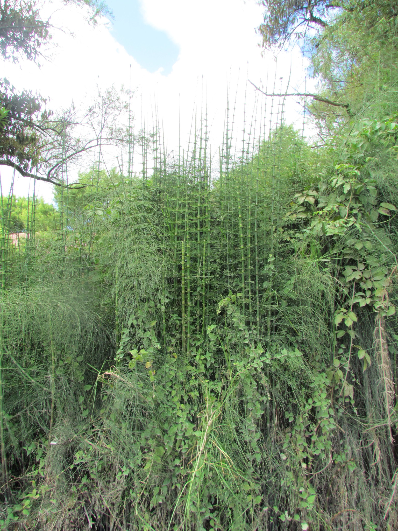 Equisetum schaffneri image