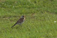 Turdus pilaris