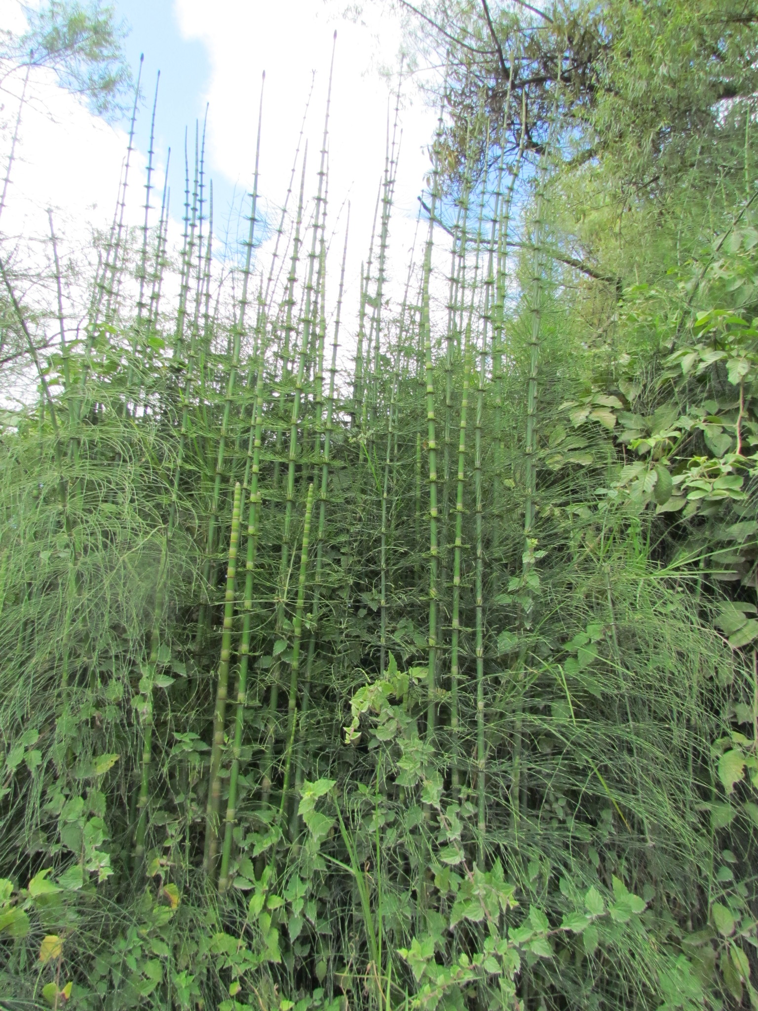 Equisetum schaffneri image