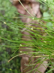 Isolepis setacea
