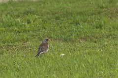 Turdus pilaris