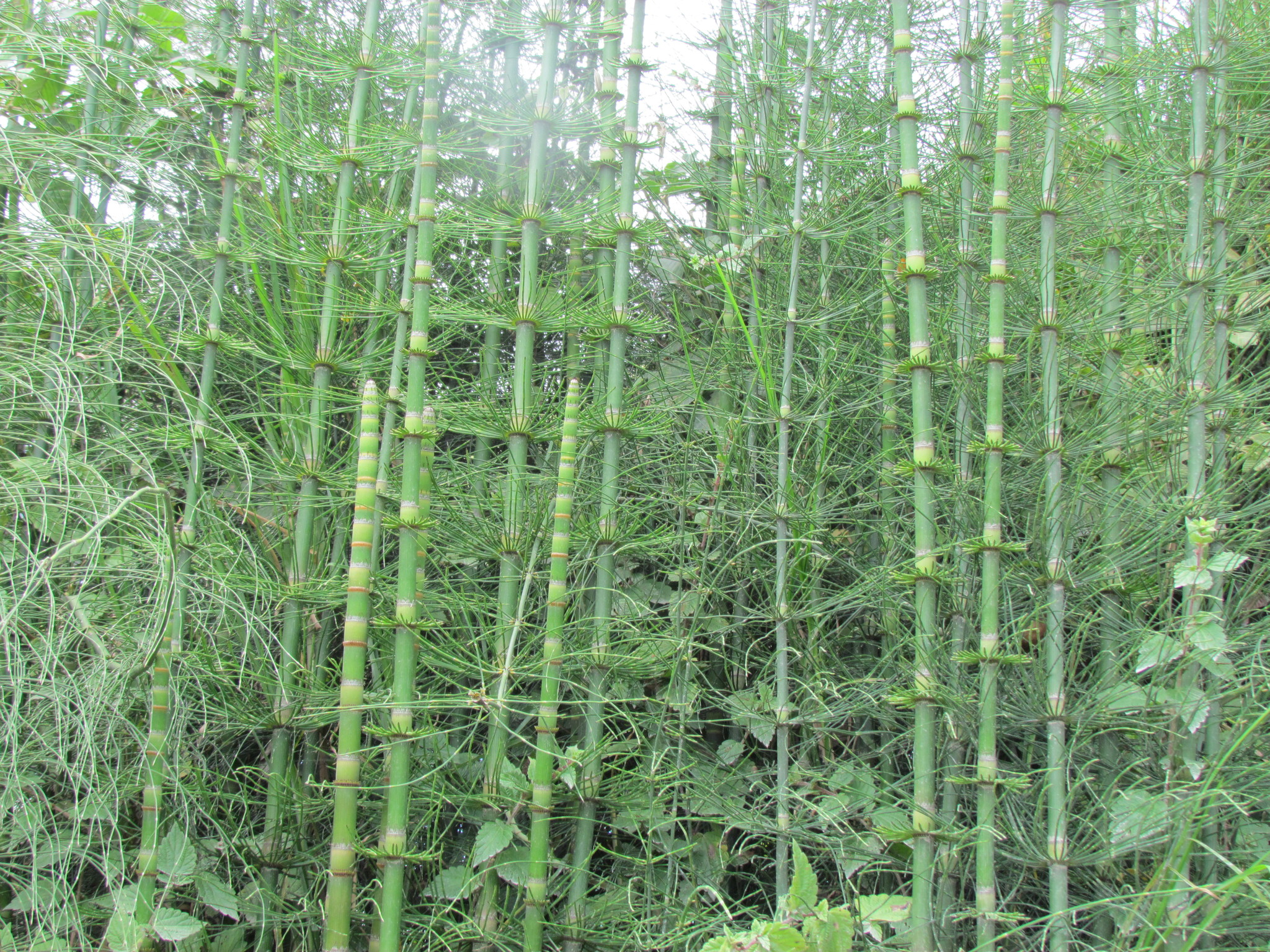 Equisetum schaffneri image