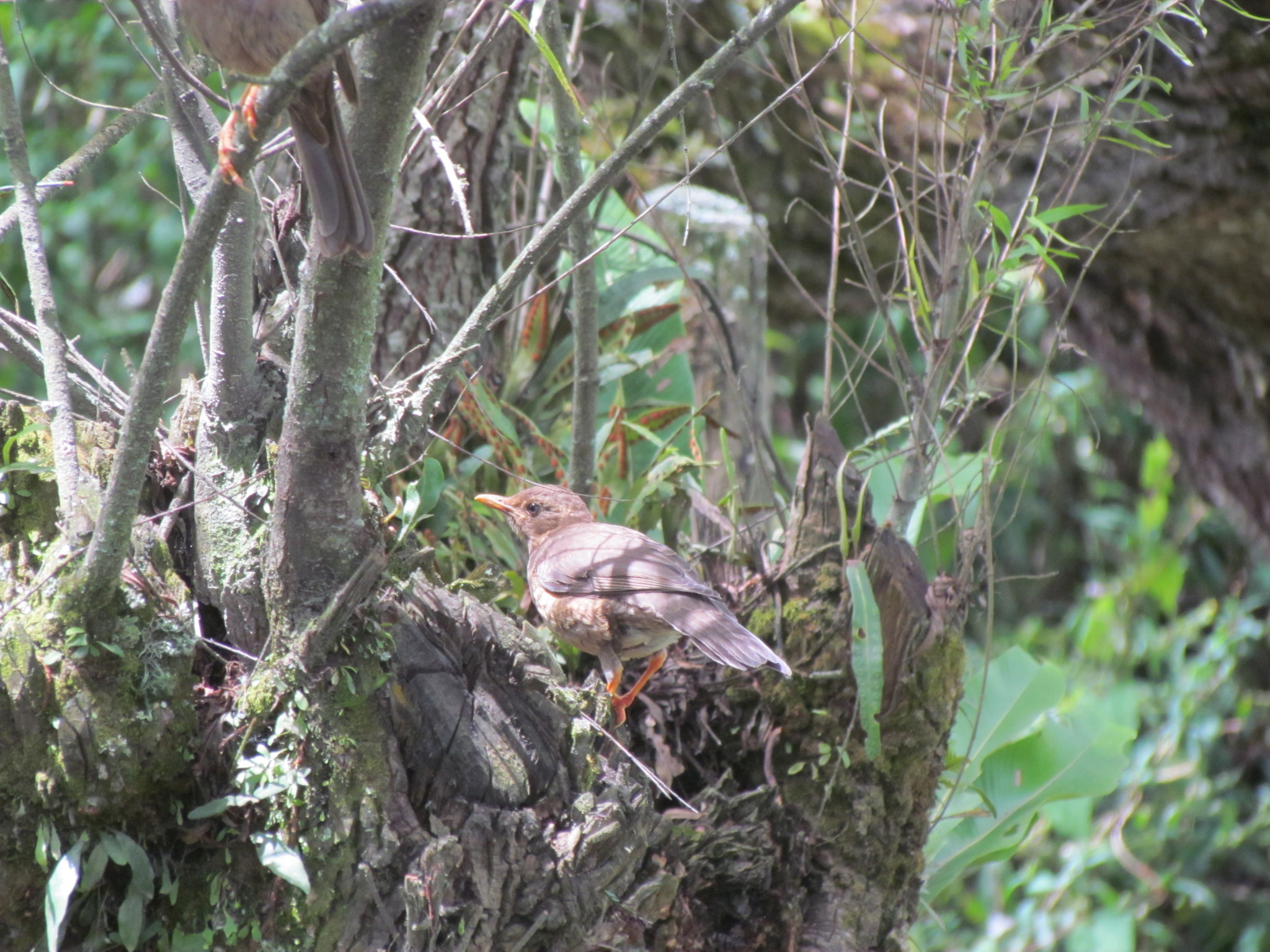 Turdus chiguanco image