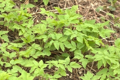 Aegopodium podagraria