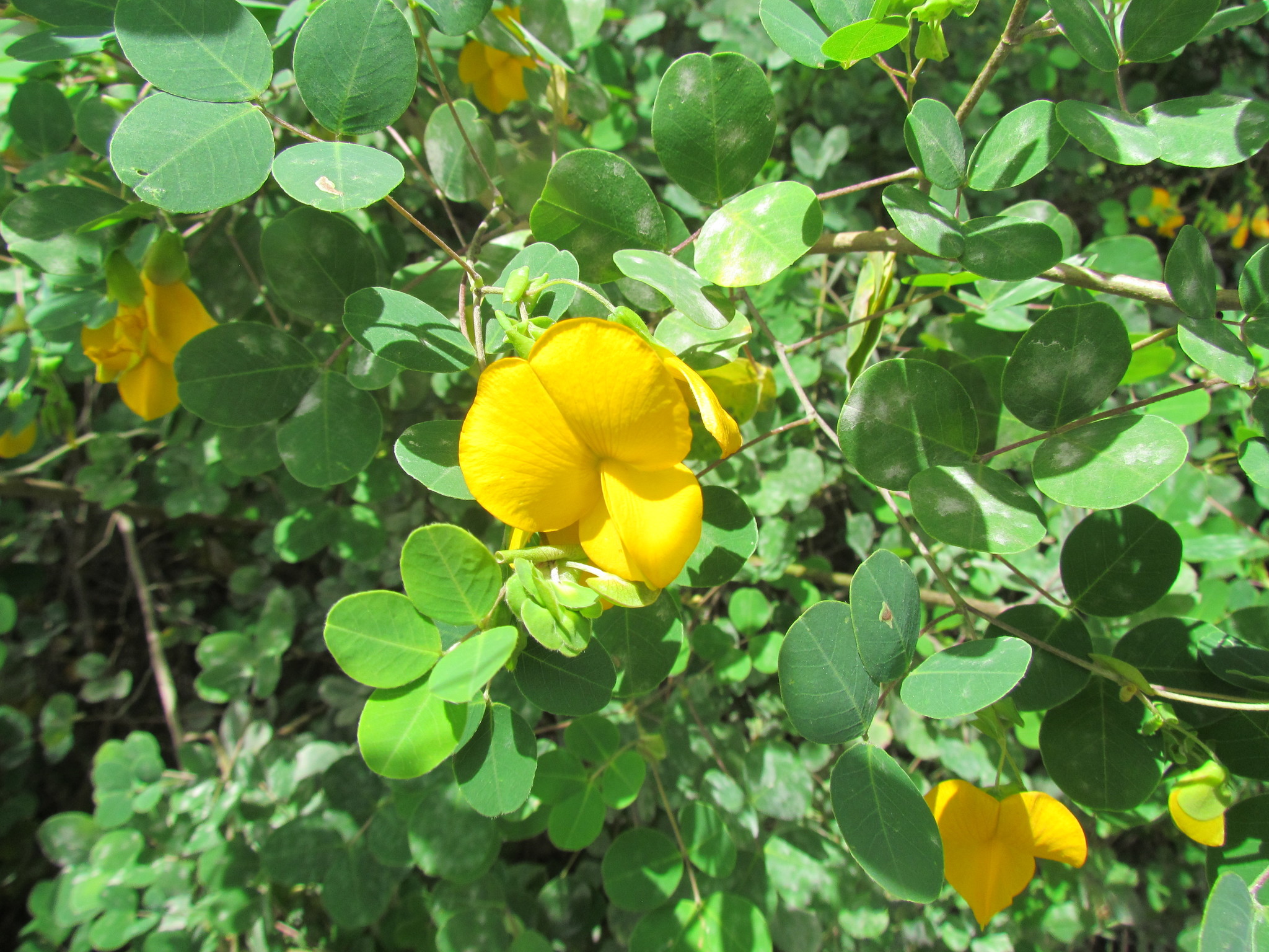 Amicia glandulosa image