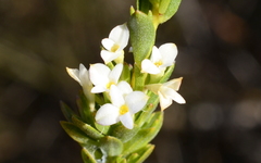 Gnidia spicata