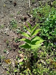 Polygonatum biflorum commutatum