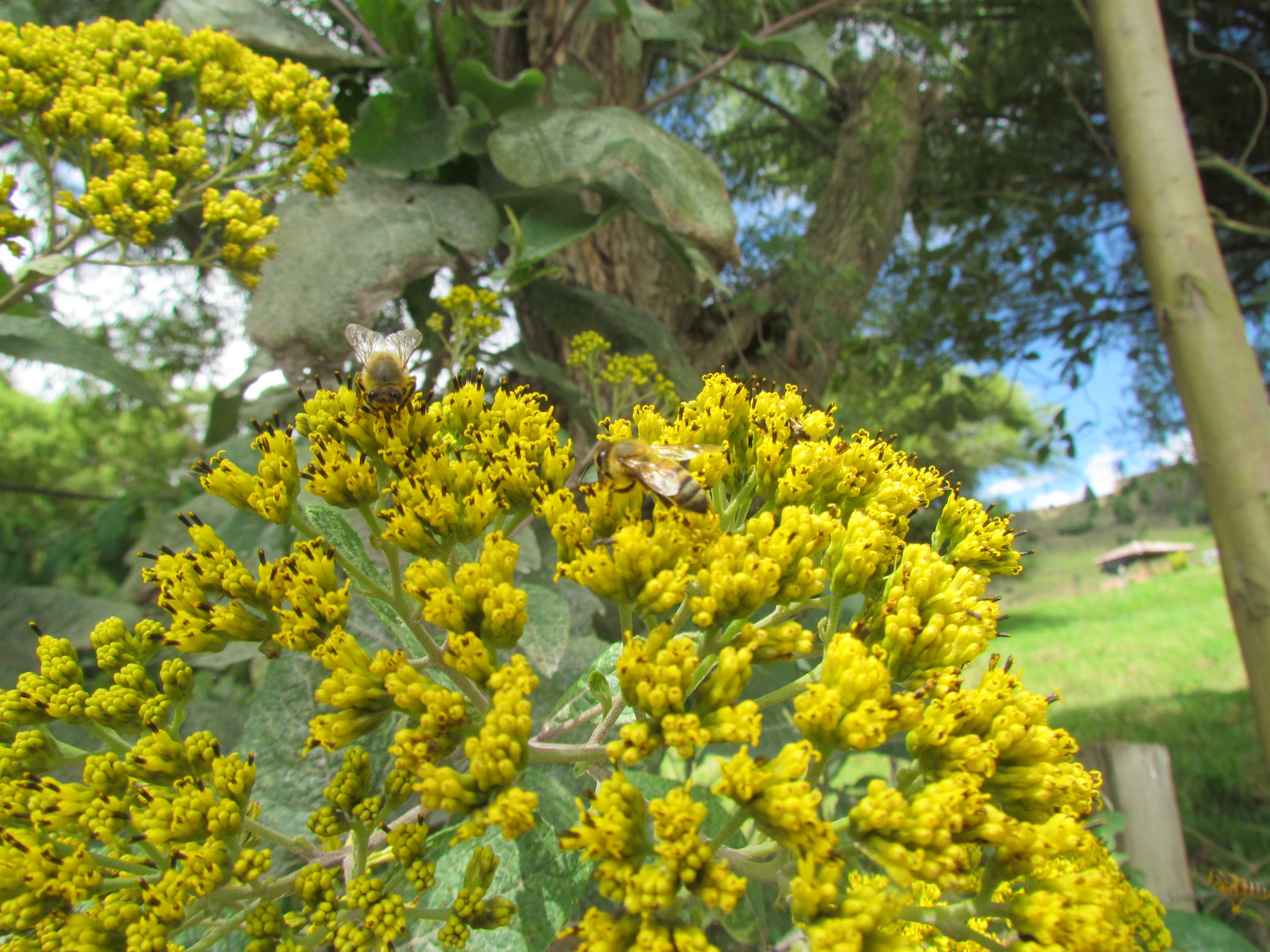 Apis mellifera image