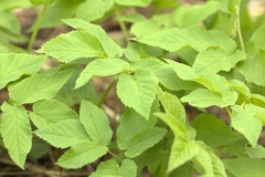 Aegopodium podagraria