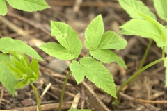 Aegopodium podagraria