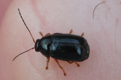 Cryptocephalus nitidus