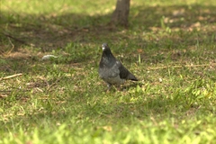 Columba livia domestica