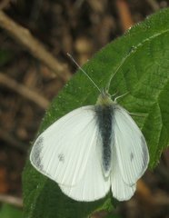 Pieris mannii