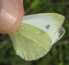 Pieris mannii