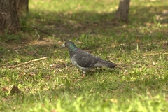 Columba livia domestica