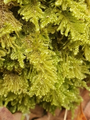 Ctenidium molluscum