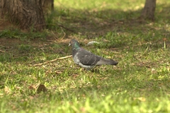 Columba livia domestica