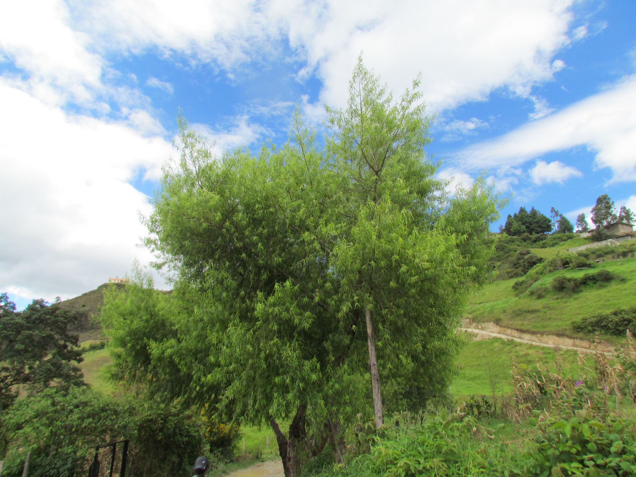 Salicaceae image