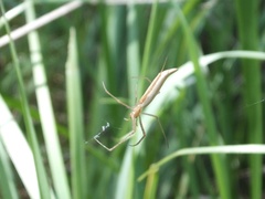 Tetragnatha praedonia