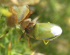 Piezodorus lituratus