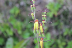 Neobartsia