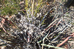 Dilatris ixioides