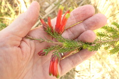 Erica unicolor