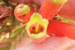 Erica unicolor