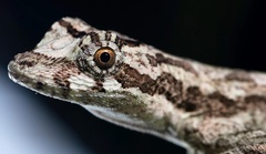 Anolis lyra