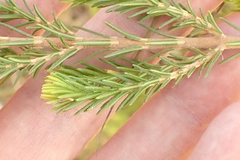 Erica unicolor