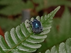 Trichochrysea