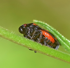 Cercopis arcuata
