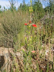 Erica unicolor
