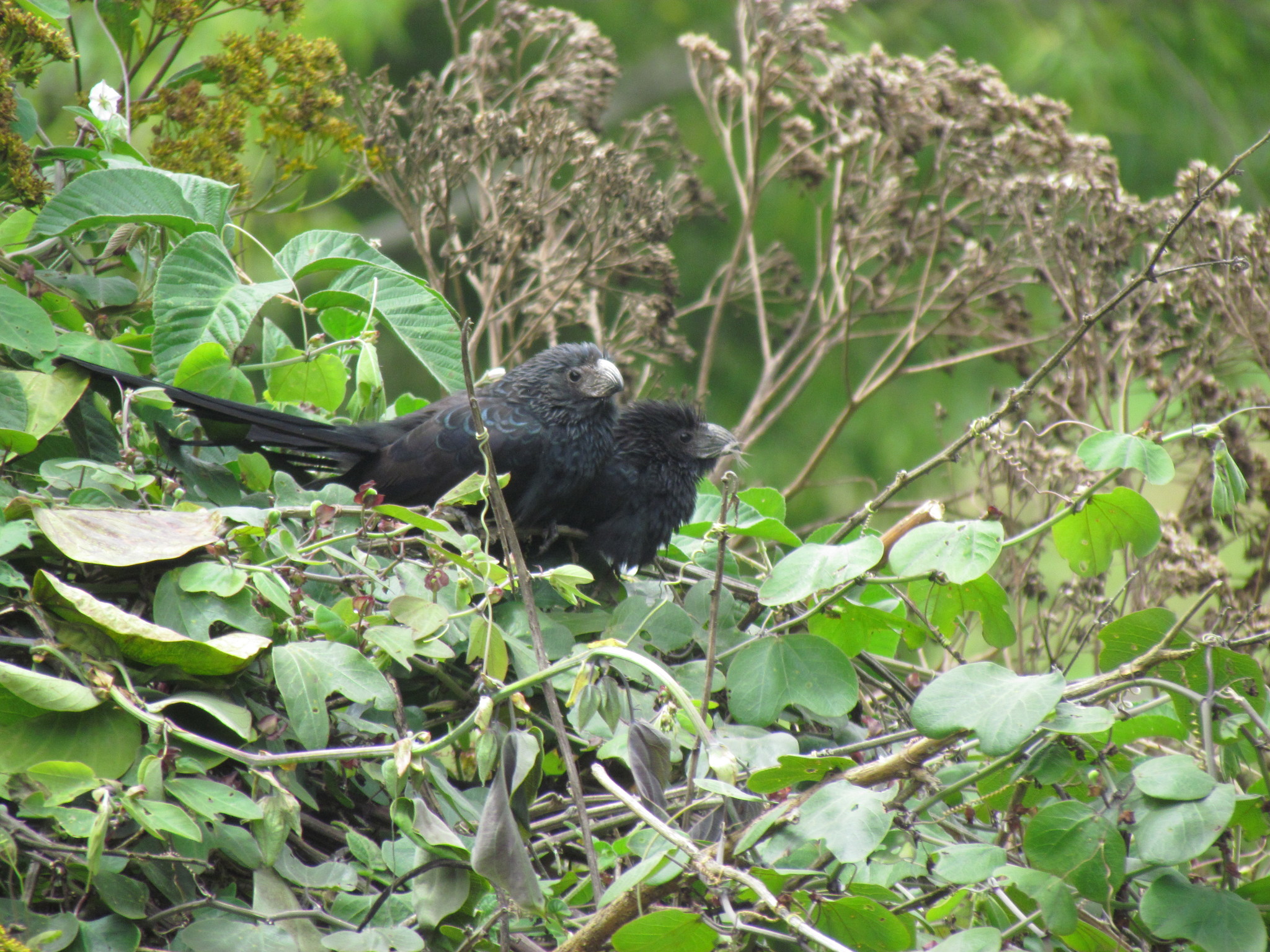 Crotophaga image