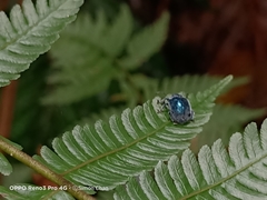 Trichochrysea