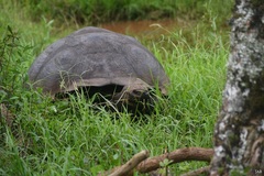 Chelonoidis niger donfaustoi