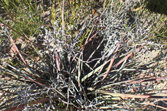Dilatris ixioides