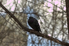 Columba livia domestica