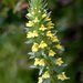 Yellow Bartsia - Photo (c) David Hofmann, some rights reserved (CC BY-NC-ND)