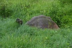 Chelonoidis niger donfaustoi