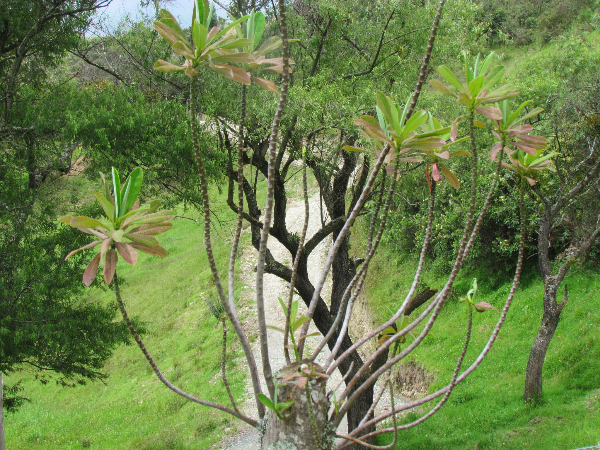 Euphorbia laurifolia image