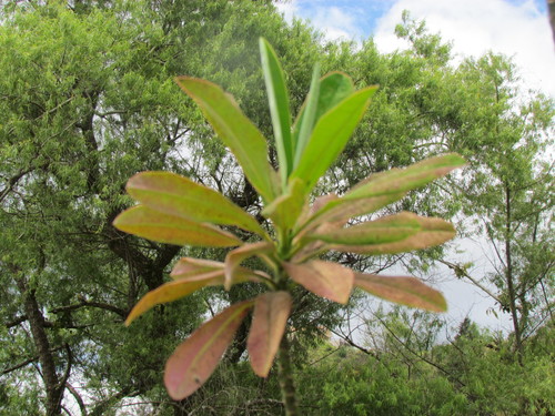 Euphorbia laurifolia image