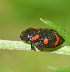 Cercopis arcuata